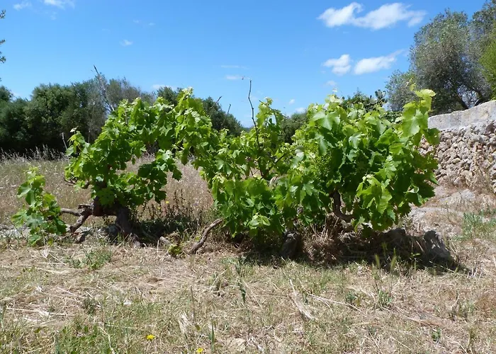 Sa Tanka Gran Terreno Con Piscina Appartamento *