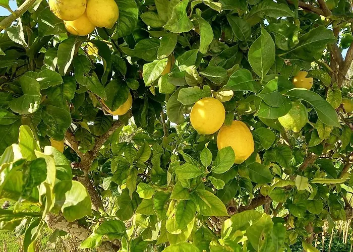 Sa Tanka Gran Terreno Con Piscina