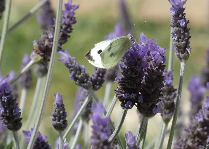Sa Tanka Gran Terreno Con Piscina *