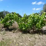 Sa Tanka Gran Terreno Con Piscina 公寓 *