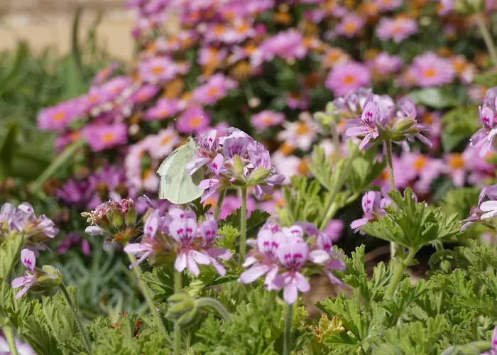 Sa Tanka Gran Terreno Con Piscina Apartment Alaior